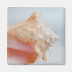 Conch Shell Florida Magnet