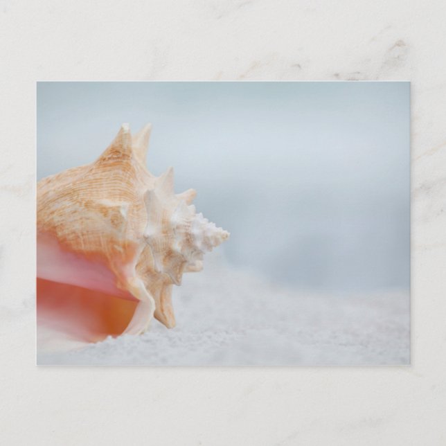 Conch Shell | Florida Postcard (Front)