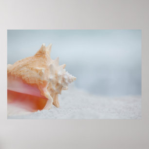 Conch Shell Florida Poster