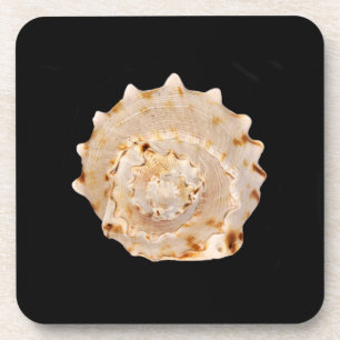 Conch Shell Hard Plastic Coasters