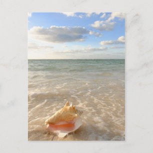 Conch Shell In Sand On Tropical Beach Postcard