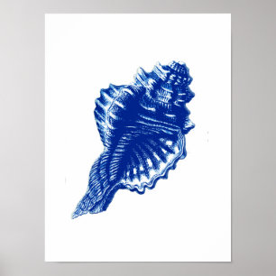 Conch Shell, Indigo Blue and White Poster