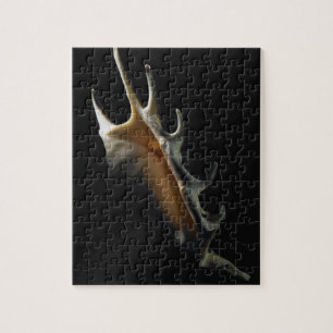 Conch shell jigsaw puzzle
