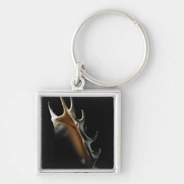 Conch shell key ring (Front)