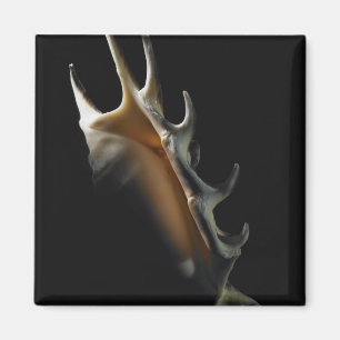 Conch shell magnet