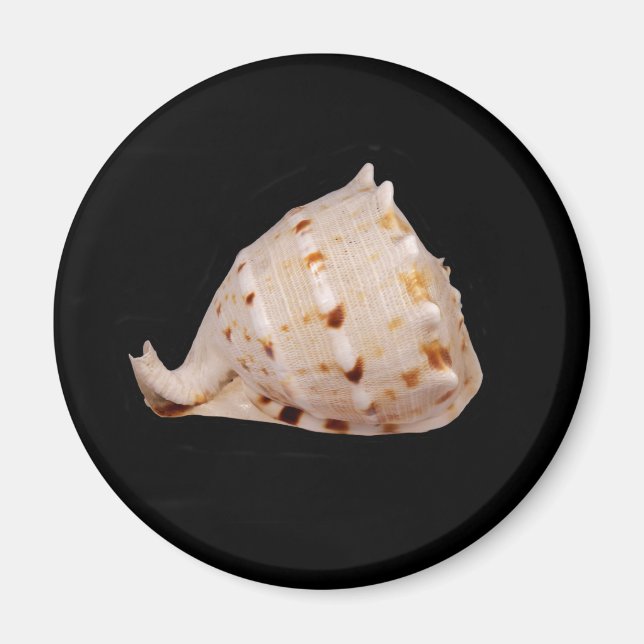 Conch Shell Magnet (Front)