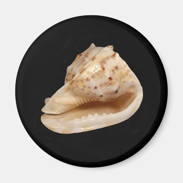 Conch Shell Magnet (Front)