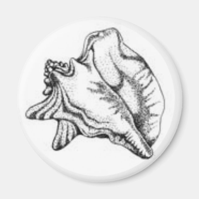 Conch Shell magnet (Front)