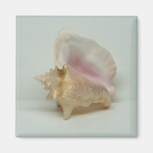 CONCH SHELL magnet (square)
