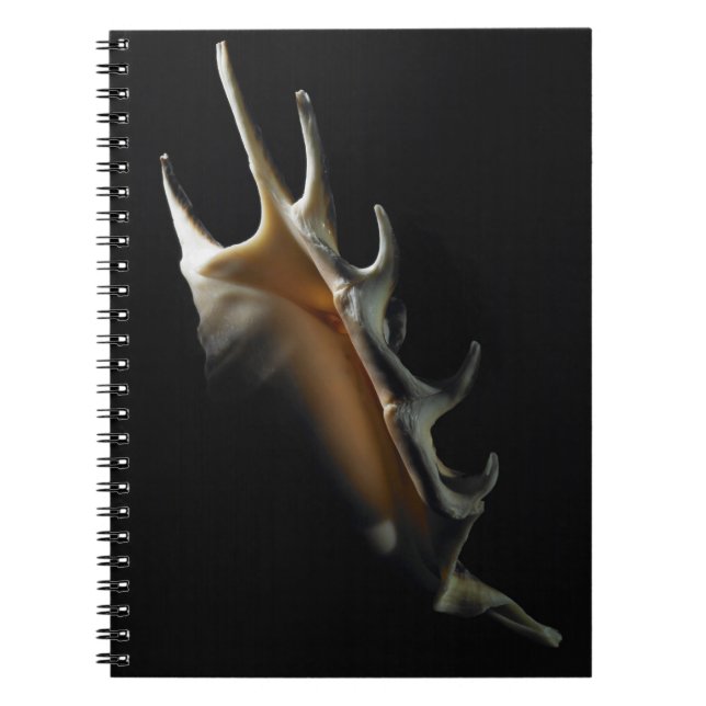 Conch shell notebook (Front)