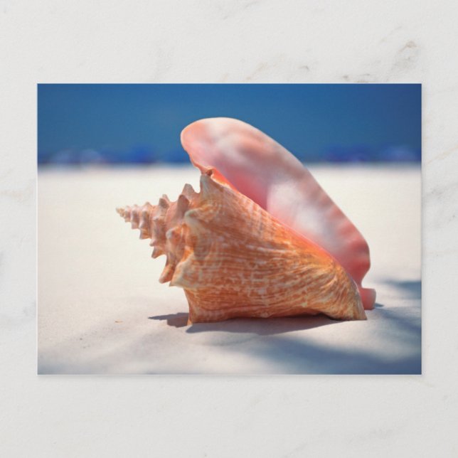 Conch Shell On Beach 2 Postcard (Front)