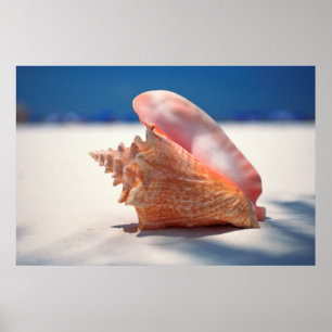 Conch Shell On Beach 2 Poster