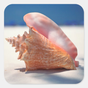 Conch Shell On Beach 2 Square Sticker