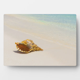 Conch Shell On Beach 3 Plaque