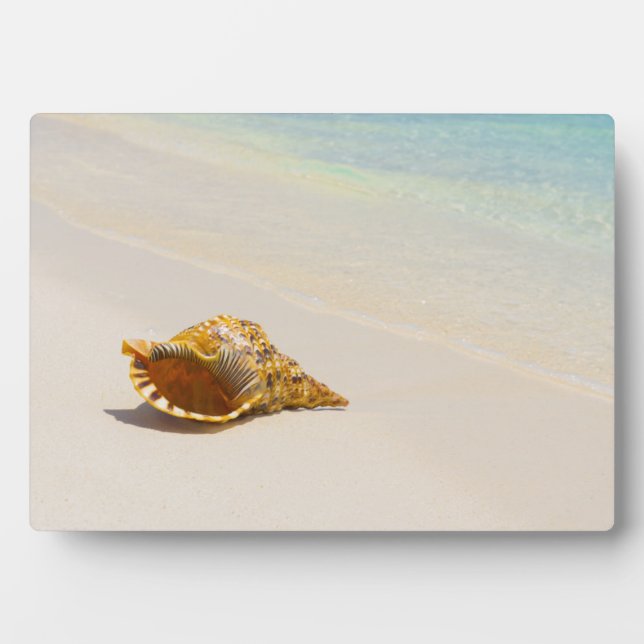Conch Shell On Beach 3 Plaque (Front)