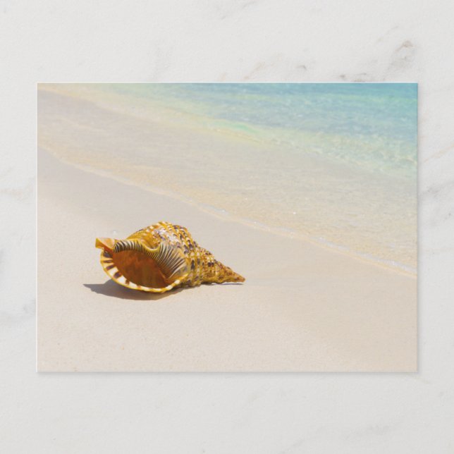 Conch Shell On Beach 3 Postcard (Front)