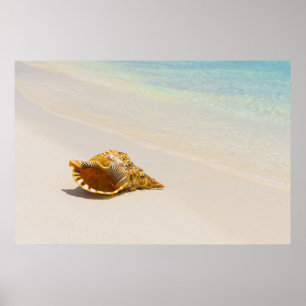 Conch Shell On Beach 3 Poster