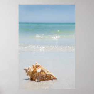 Conch Shell On Beach   Florida, St. Petersburg Poster