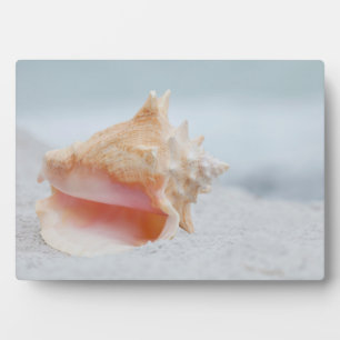 Conch Shell Plaque