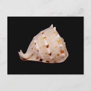 Conch Shell Postcard