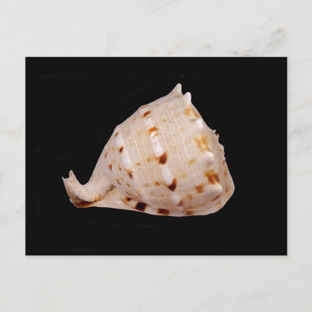 Conch Shell Postcard (Front)