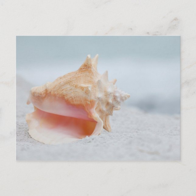 Conch Shell Postcard (Front)