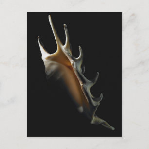 Conch shell postcard