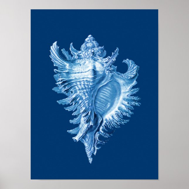 Conch Shell Sea Life Print, Indigo Blue and White Poster (Front)