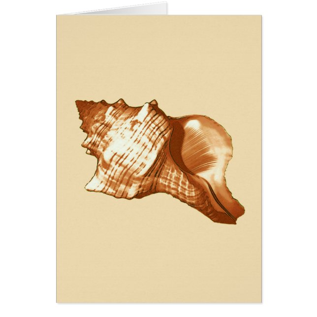 Conch shell sketch - brown, white and tan (Front)