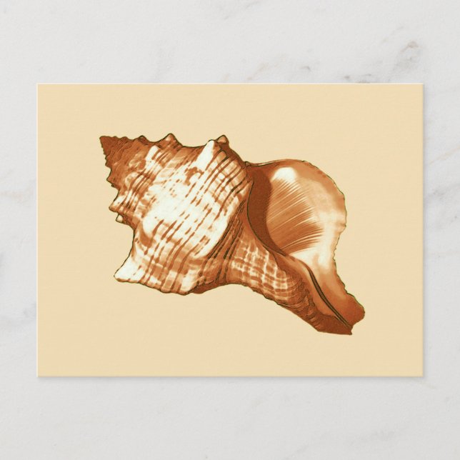 Conch shell sketch - brown, white and tan postcard (Front)