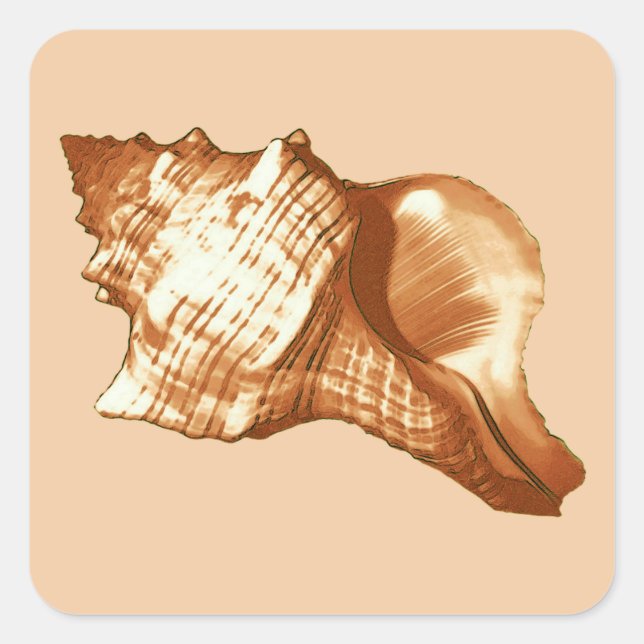 Conch shell sketch - brown, white and tan square sticker (Front)