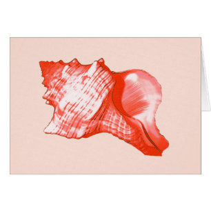 Conch shell sketch - coral, shell pink and white
