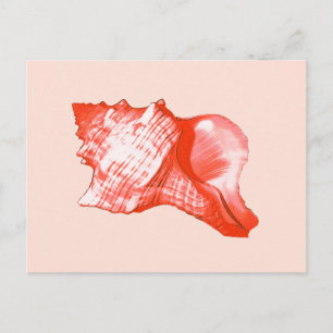 Conch shell sketch - coral, shell pink and white postcard