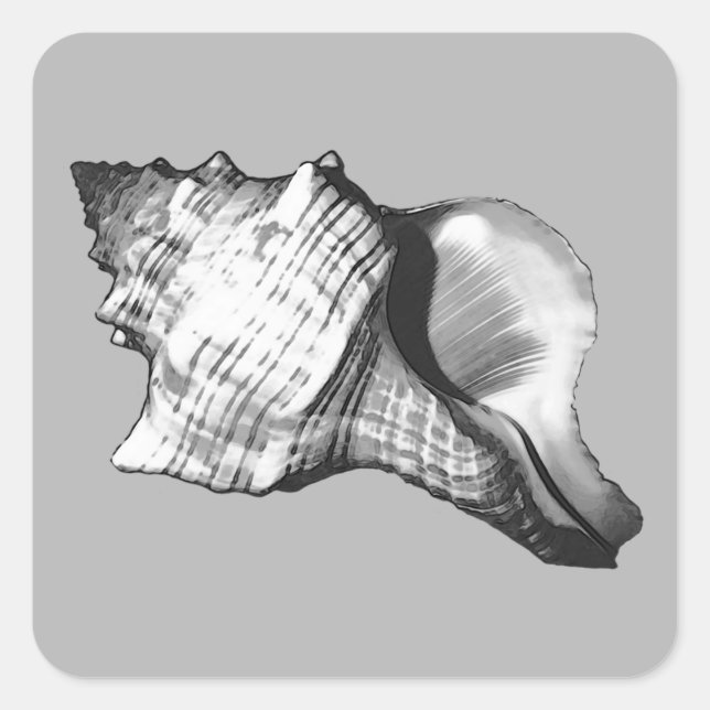 Conch shell sketch - shades of grey and white square sticker (Front)