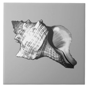 Conch shell sketch - shades of grey and white tile