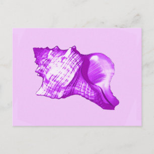 Conch shell sketch - violet, white and lavender postcard