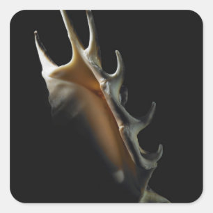 Conch shell square sticker