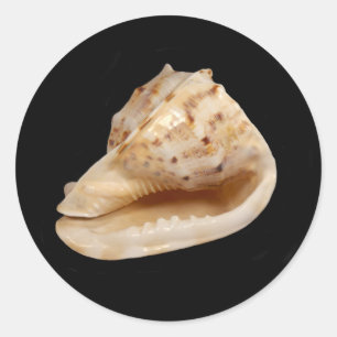 Conch Shell Sticker