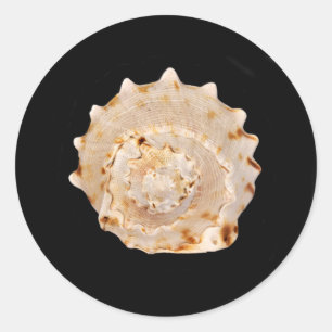 Conch Shell Sticker