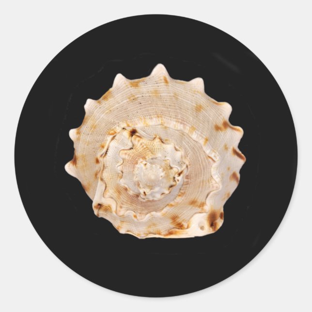 Conch Shell Sticker (Front)