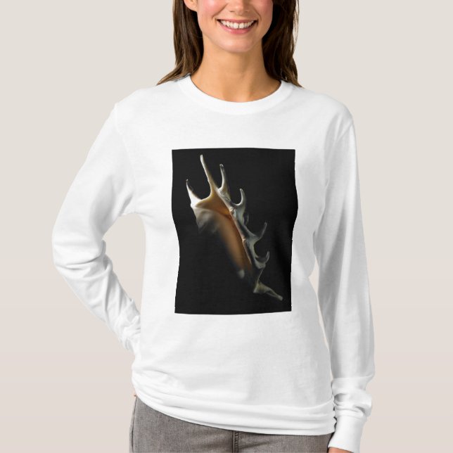 Conch shell T-Shirt (Front)