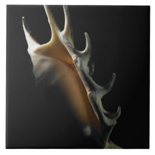 Conch shell tile