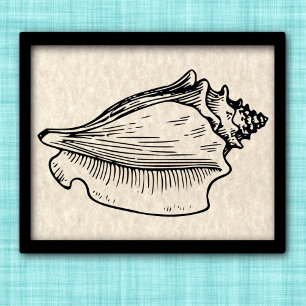 Conch Shell Vintage Illustration Poster