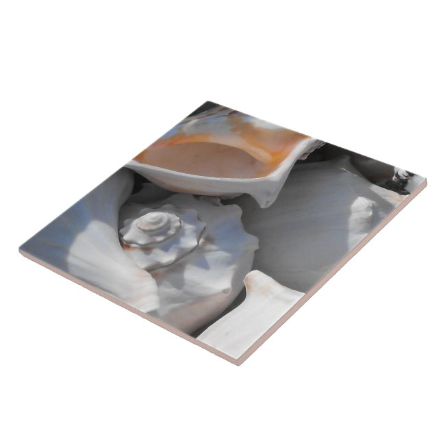 Conch Shells Closeup Tile (Side)
