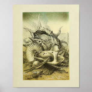 Conch Shells Colour Art Print