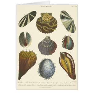 Conchology Collection