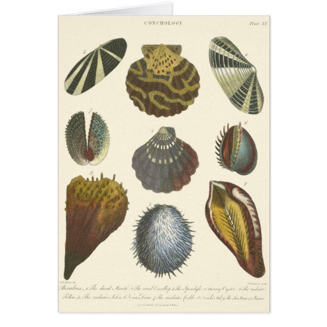 Conchology Collection (Front)