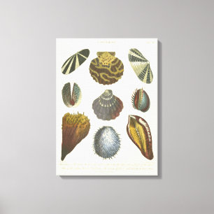 Conchology Collection Canvas Print