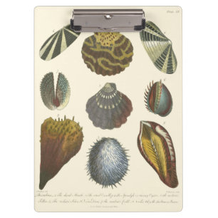 Conchology Collection Clipboard
