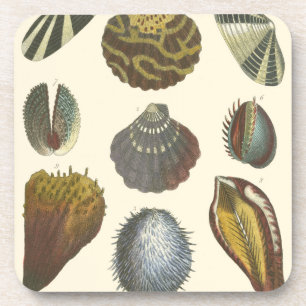 Conchology Collection Coaster
